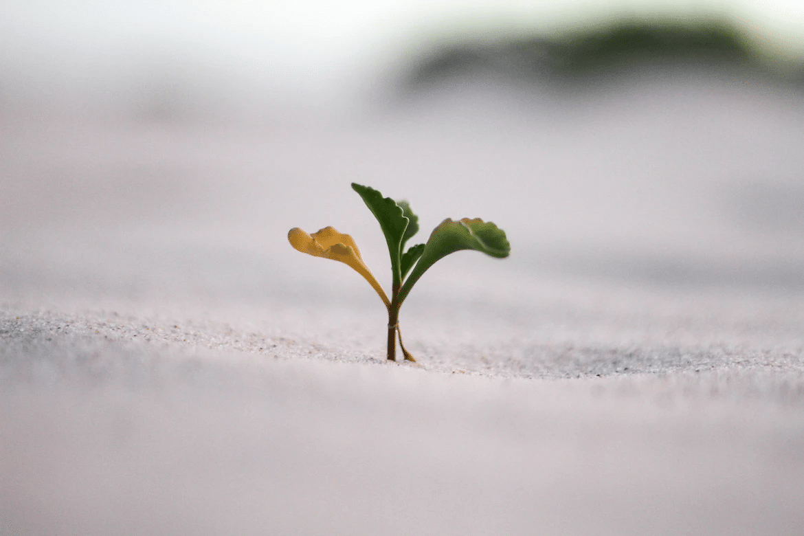 image of a sapling stock photo